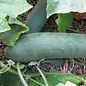 Concombre Tante Alice - Bio - Cucumis sativus  - 20 semences