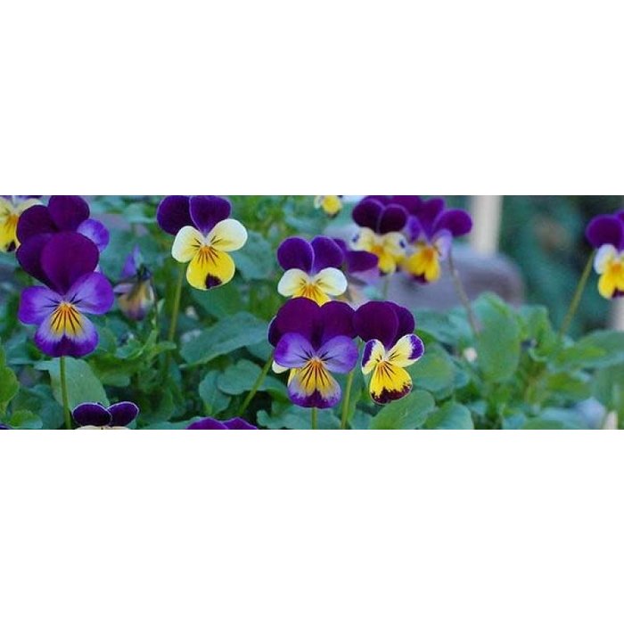 Pensée sauvage bio - Viola tricolor - 60 semences