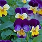 Pensée sauvage bio - Viola tricolor - 60 semences
