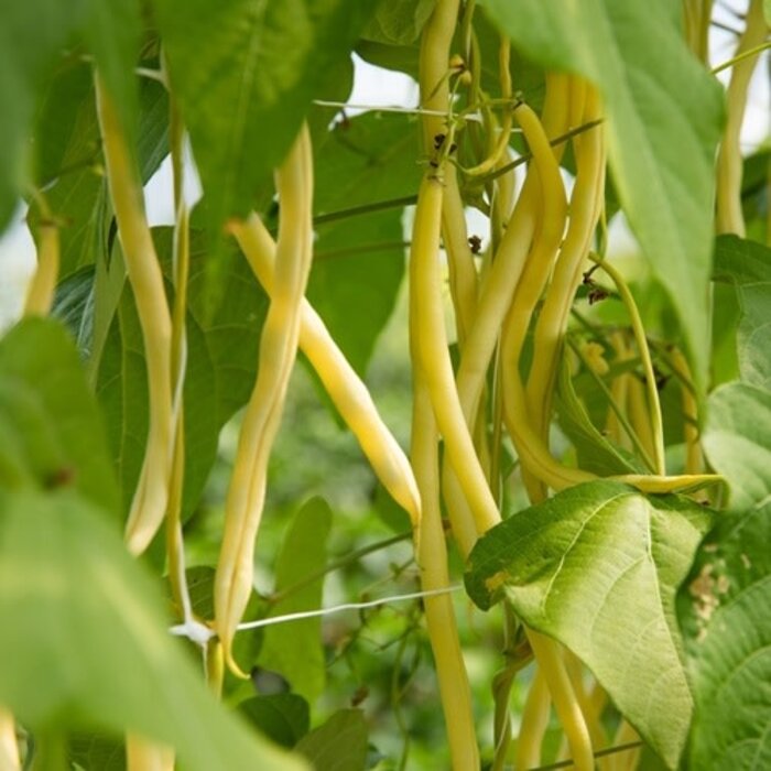 Haricot grimpant Monte Gusto bio (20 semences)