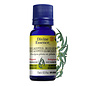 Eucalyptus globuleux (Blue Gum)