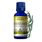 Eucalyptus globuleux (Blue Gum)