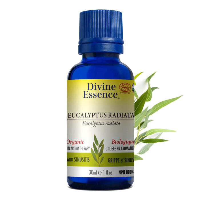 Huile essentielle Eucalyptus Radiata bio