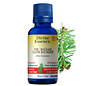 Huile essentielle Sapin baumier bio (Abies balsamea)