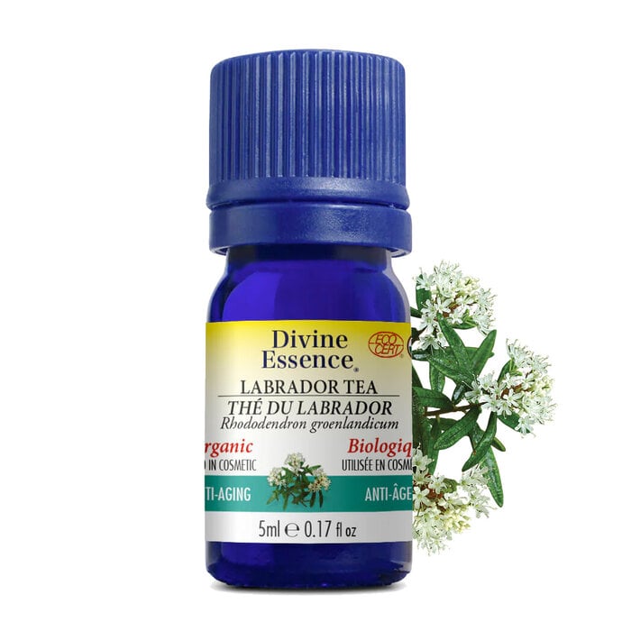 Huile essentielle The du Labrador bio (Ledum groenlandicum) 5 ml