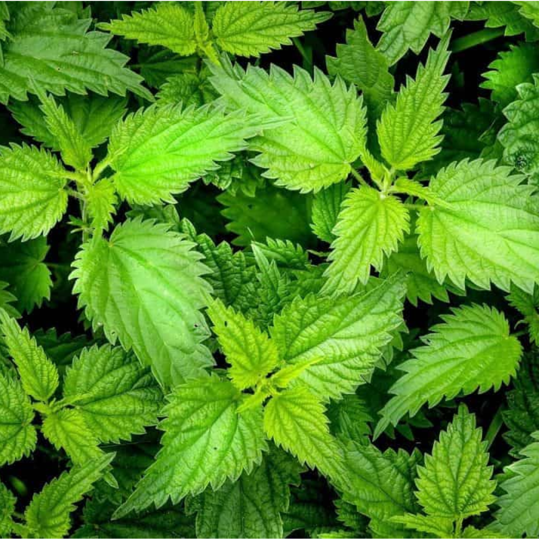 L'ortie: La richesse d'une mauvaise herbe!