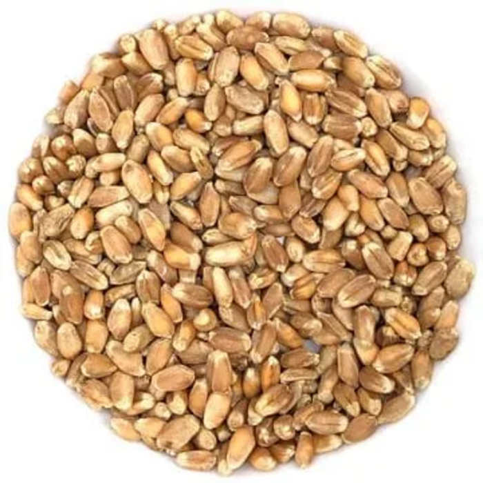 Blé roux à germer bio -