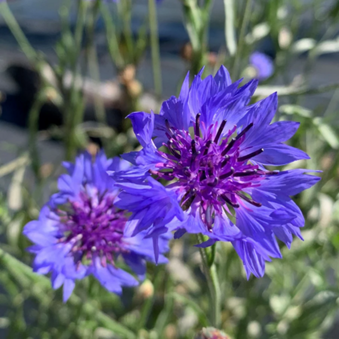Centaurée bleuet - Bio (60 semences)