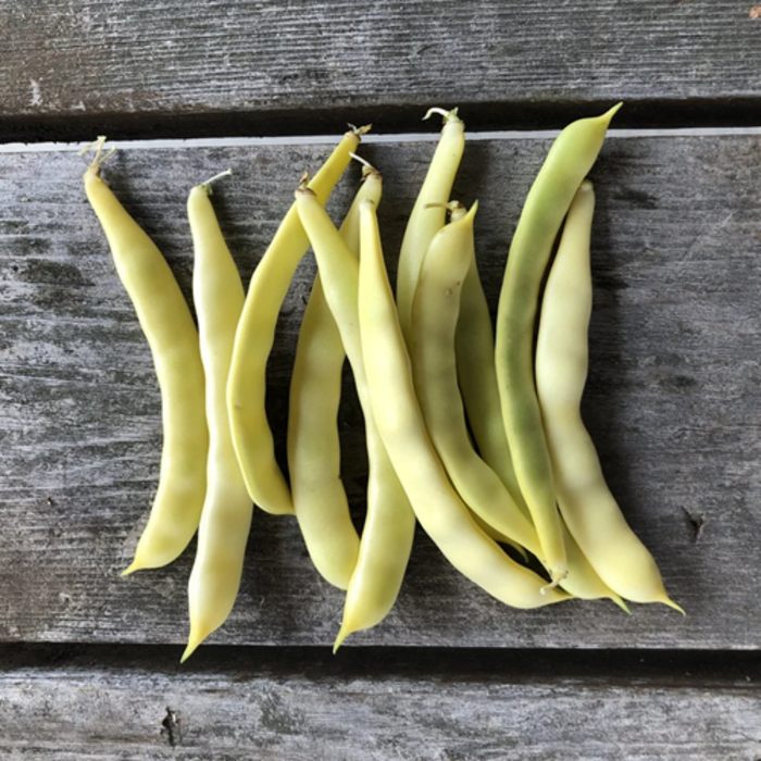 Haricot grimpant Grand-maman Dinel bio (20 semences)