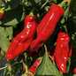 Piment Choricero Bio (20 semences)