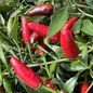 Piment Piri-Piri - Bio (20 semences)
