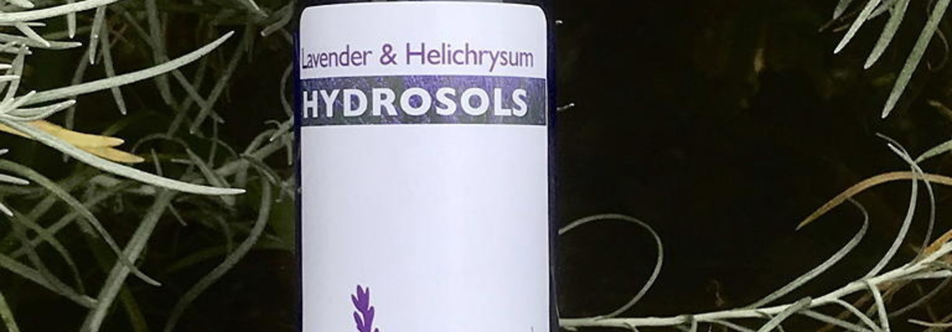 Lavender & Helichrysum Hydrosol 6oz sprayer