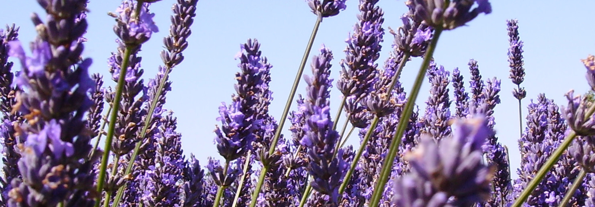 Lavender Plants