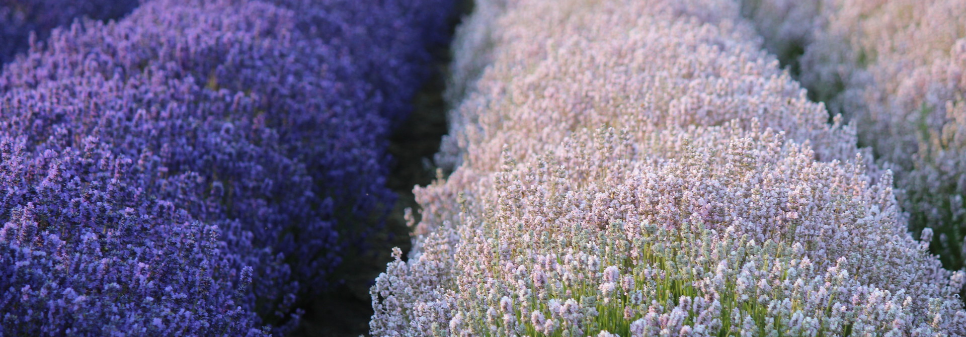 Growing Lavender