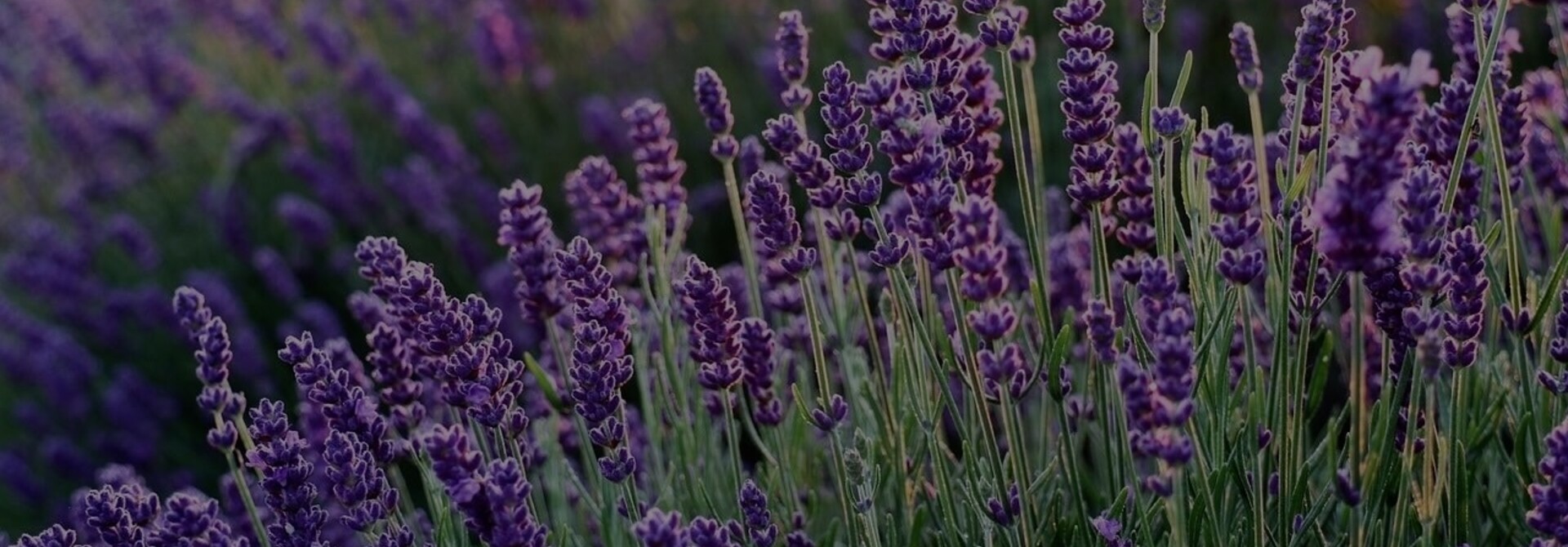 Dried Lavender Buds: Crafting & Culinary