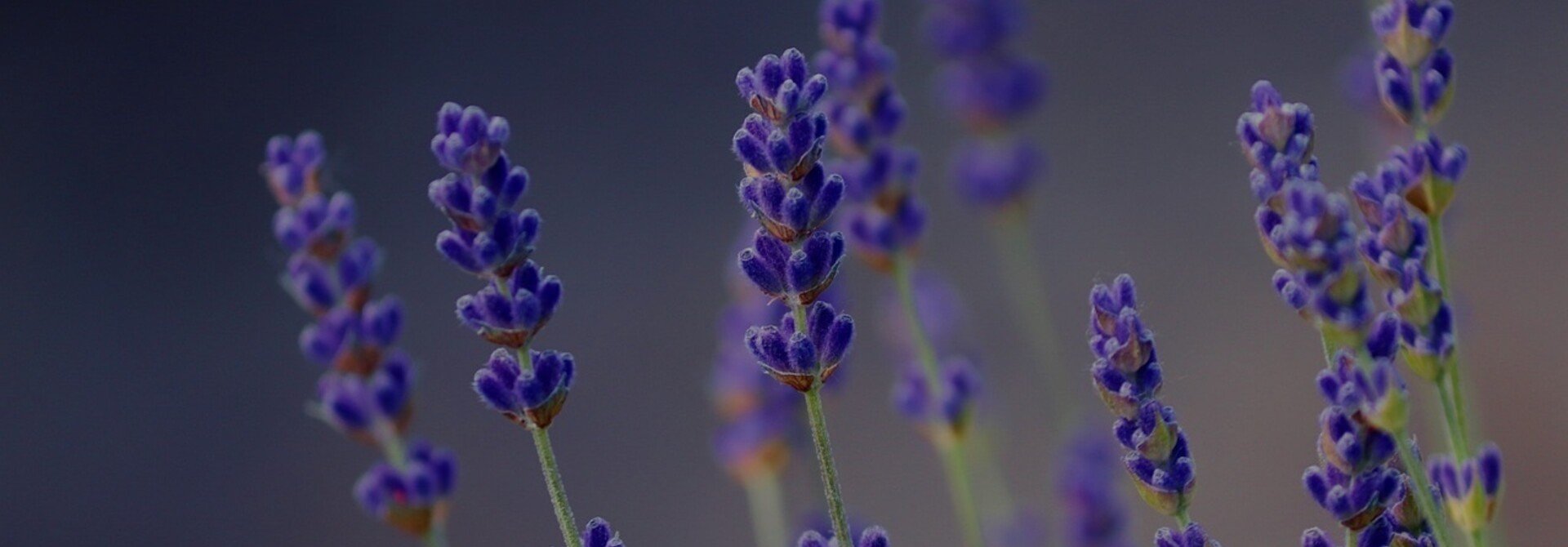 Give the gift of lavender