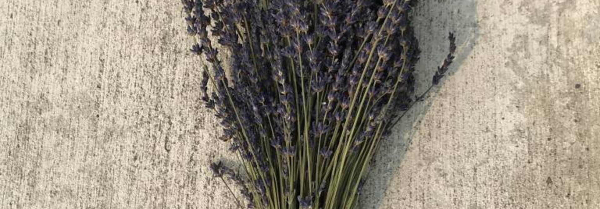 Dried Lavender Bunch 13”