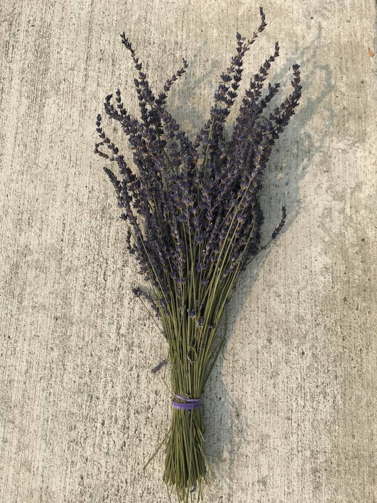 Fresh or Dried Bunch of Lavender-1
