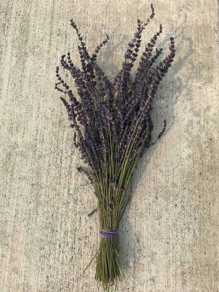 Lavender Wind Fresh or Dried Bunch of Lavender Lavender Wind