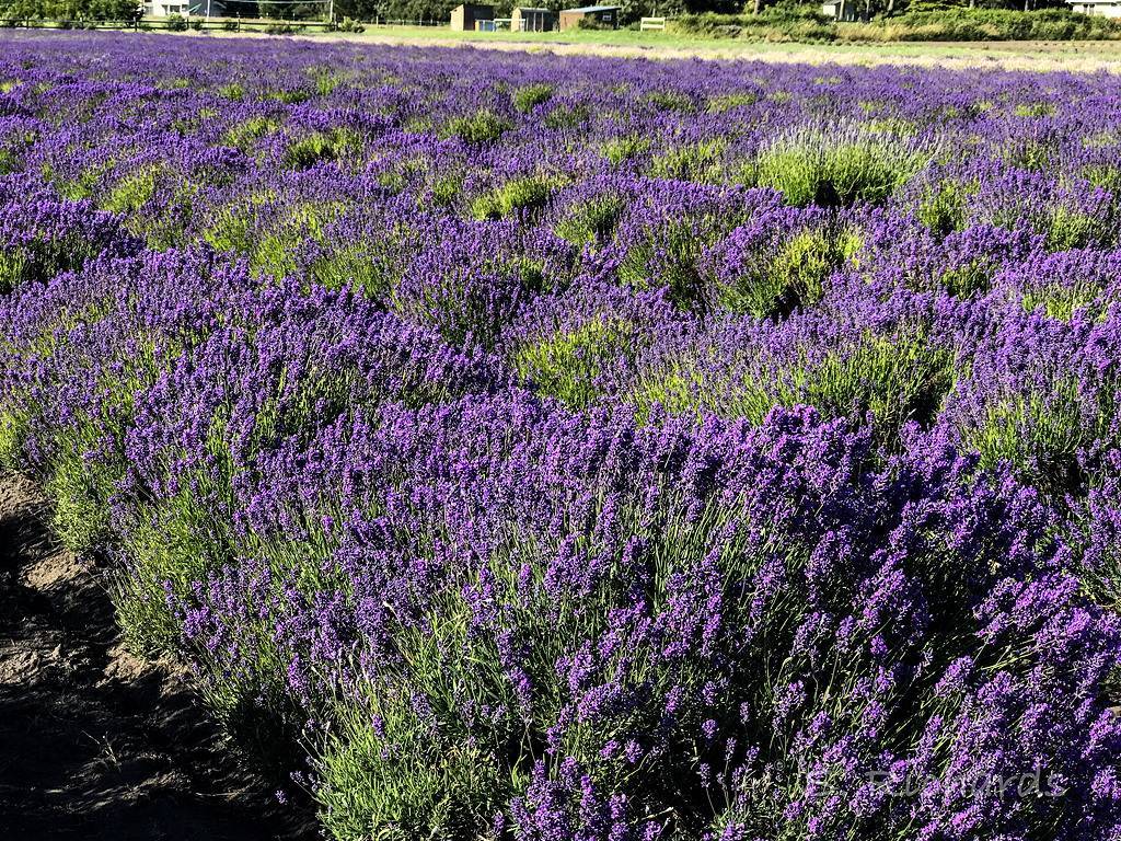 Lavender From Farm
