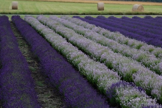 Growing lavender for you