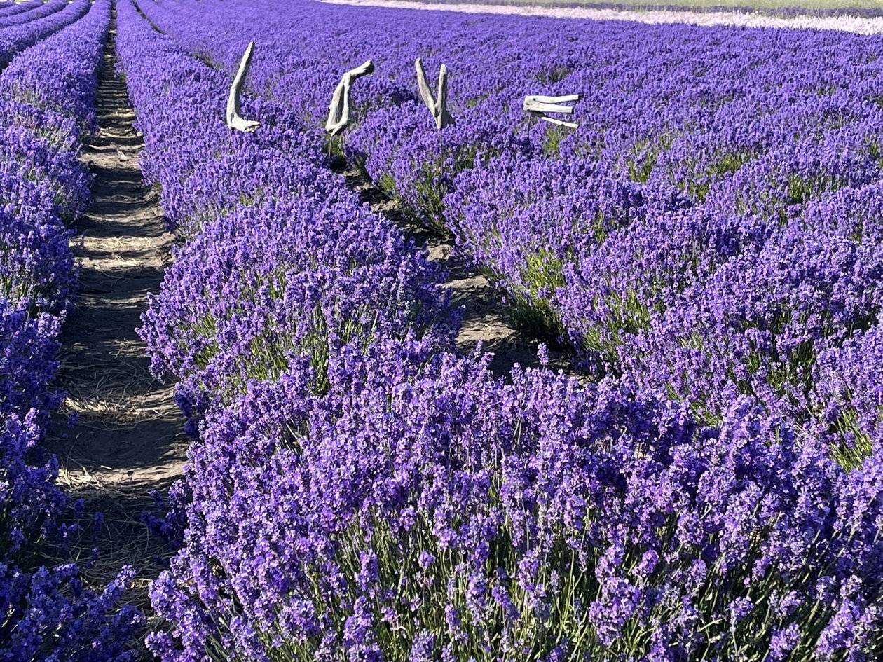 Welcome to Lavender Wind
