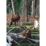 Imagimex Imagimex Greeting Cards Moose in River