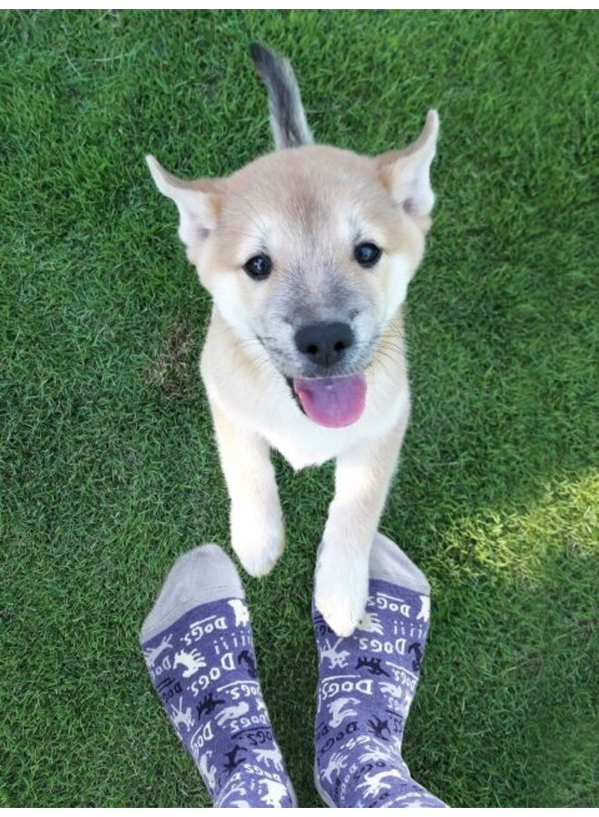 Women's Socks Dogs!