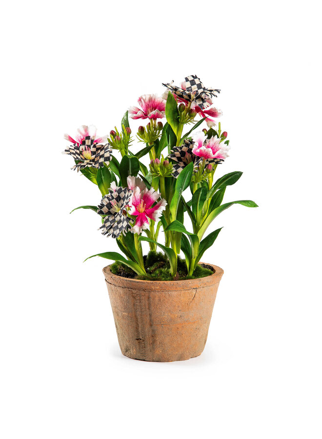 Potted Dianthus - Pink