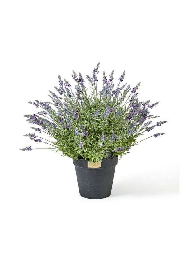 Lavender Urn Filler