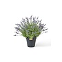 Lavender Urn Filler