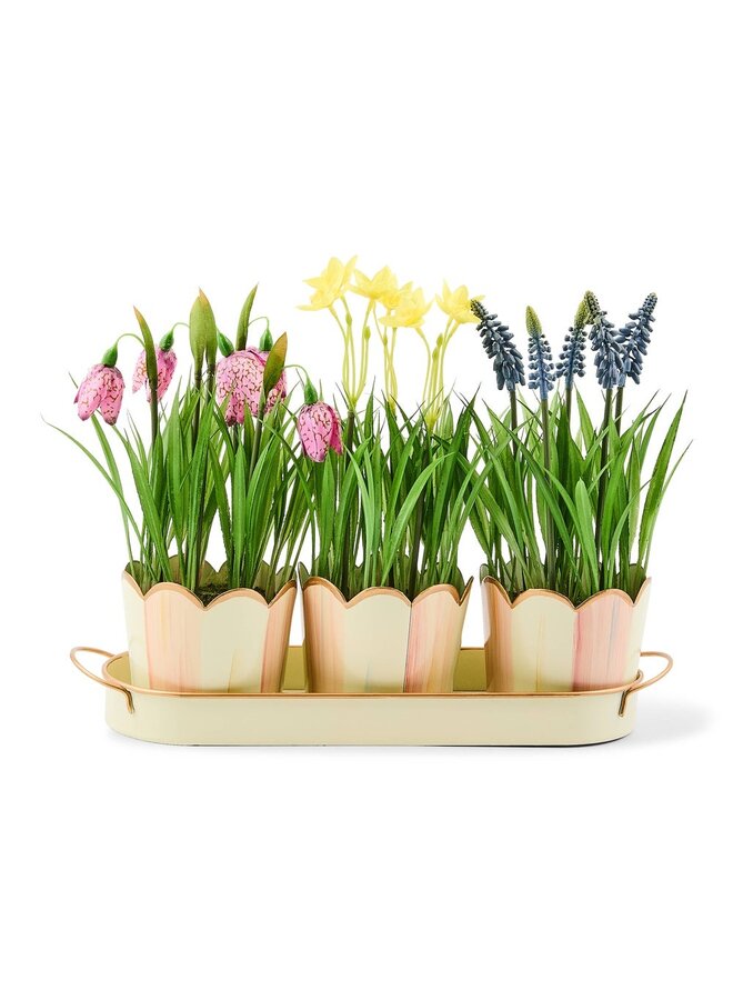 Rosy Stripe Triple Potted Blooms