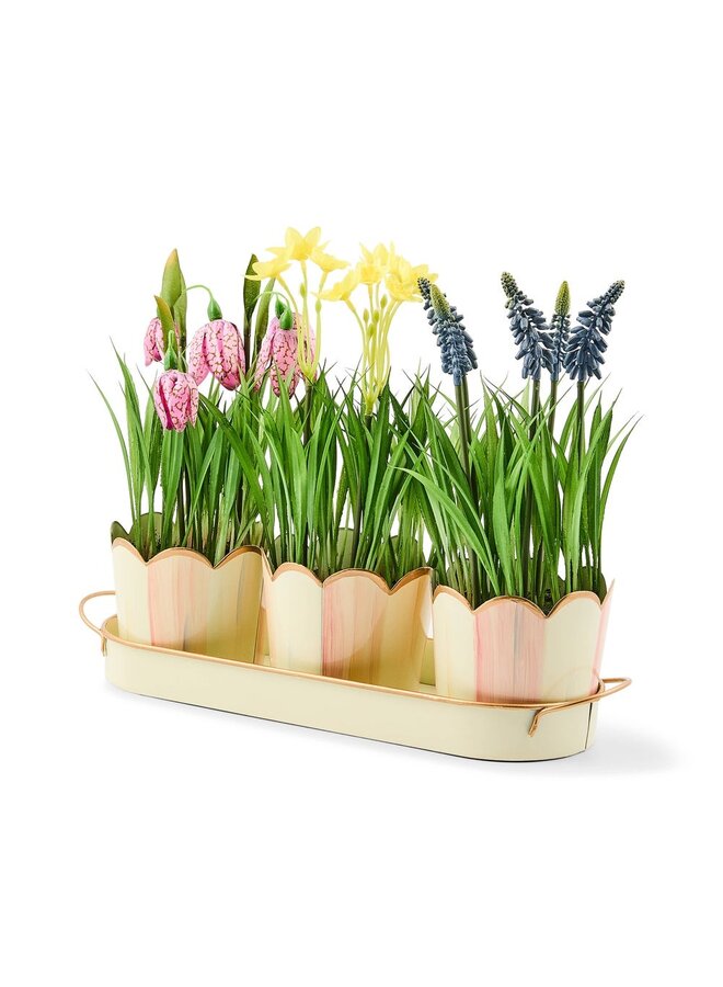 Rosy Stripe Triple Potted Blooms