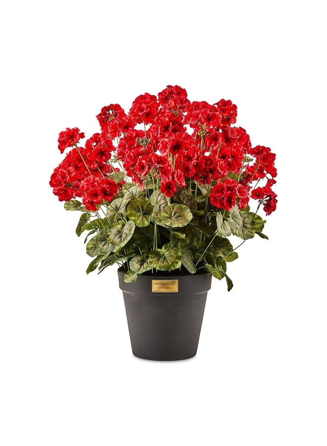 Red Geranium Urn Filler