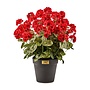 Red Geranium Urn Filler