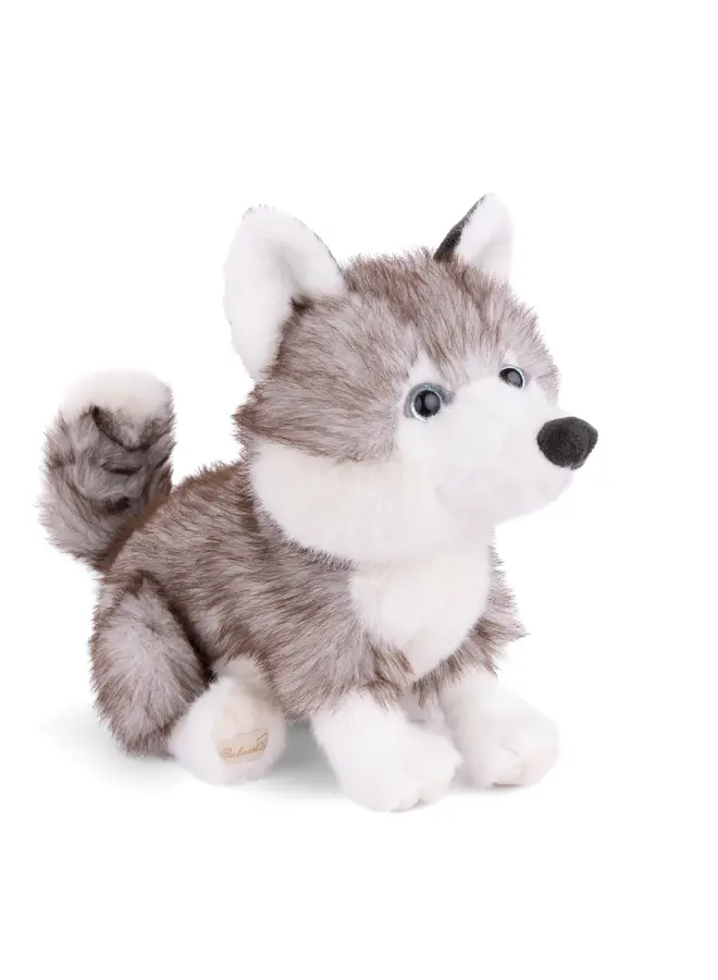 Sweet Husky