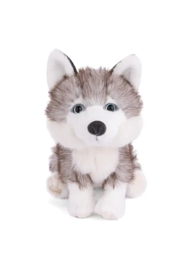 Sweet Husky
