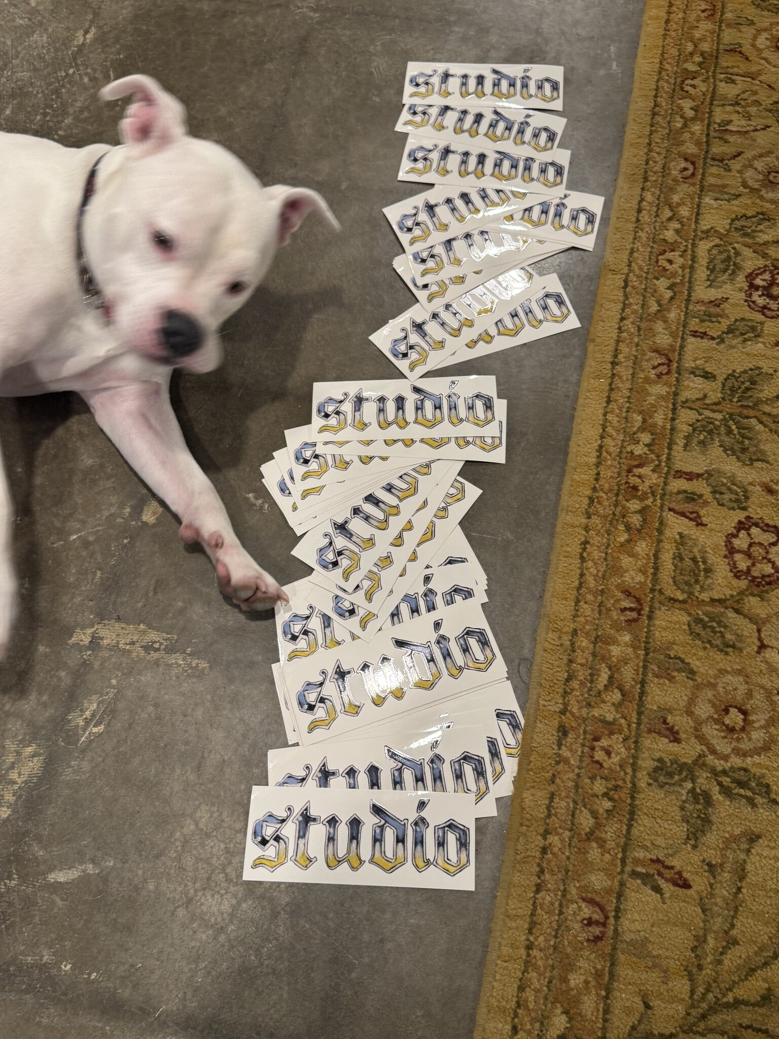 studio skate supply studio howyadoineverybody 8in x 3in sticker