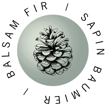 #24 Balsam Fir