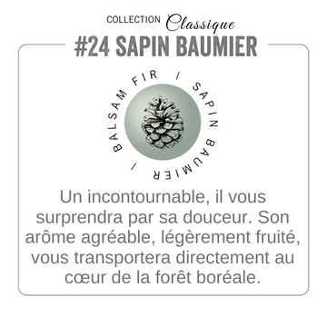 Sapin baumier