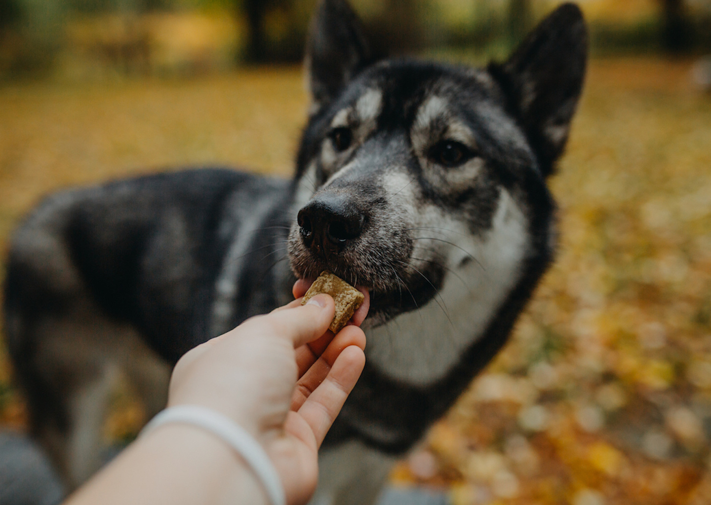 Why Pet Releaf CBD Oil for Dogs Is Important at Every Age