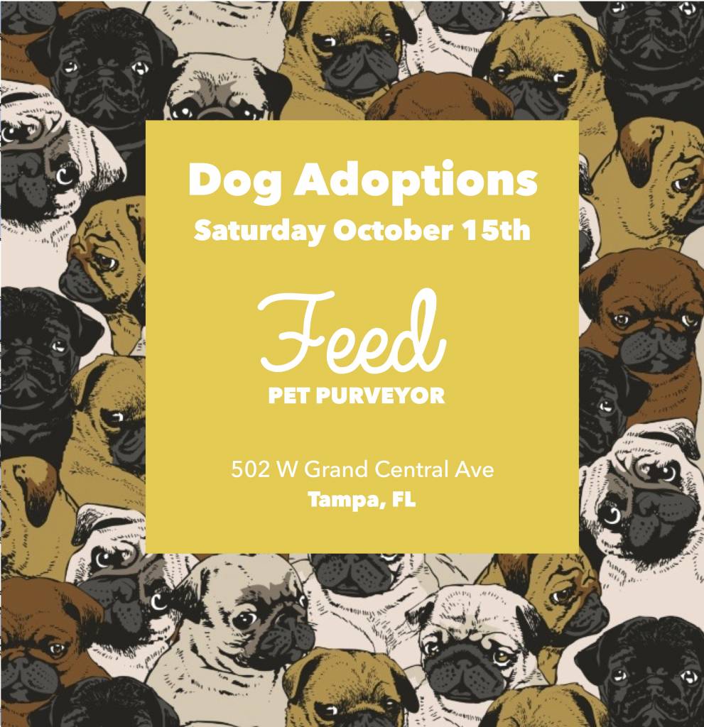 Opt to Adopt: October 15th