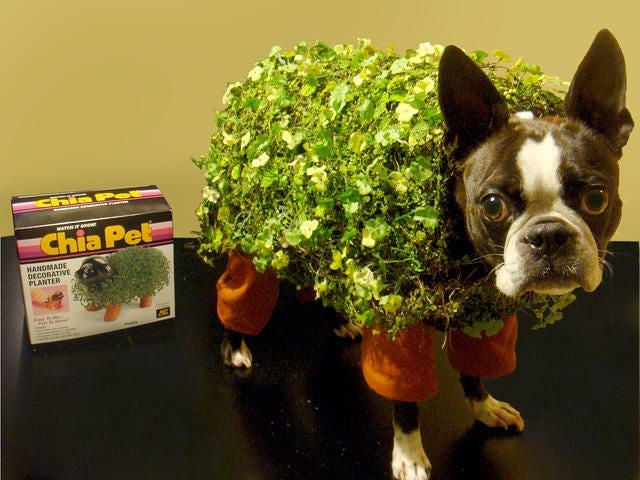 Feed News - DIY Pet Costumes - Feed Pet Purveyor