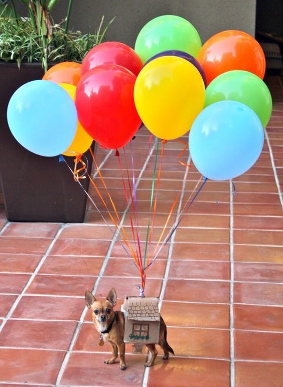 Feed News - DIY Pet Costumes - Feed Pet Purveyor