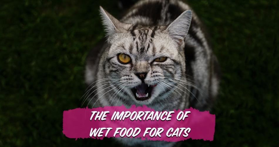 The Importance of Moisture in Cat Food