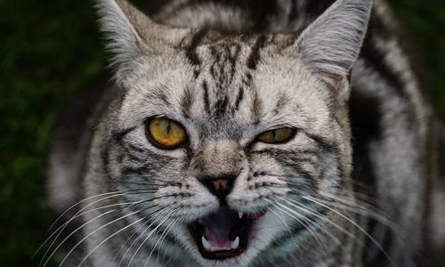 Raw Food Feed Pet Purveyor Raw Food Feed Pet Purveyor