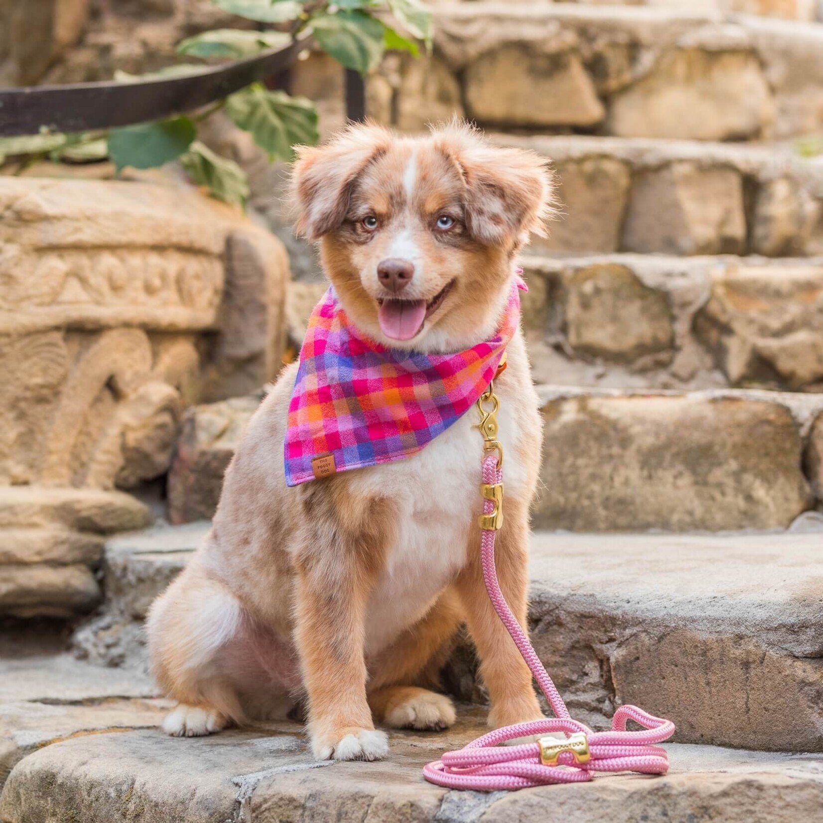 Pumpkin Spice Flannel Dog Bandana – The Foggy Dog