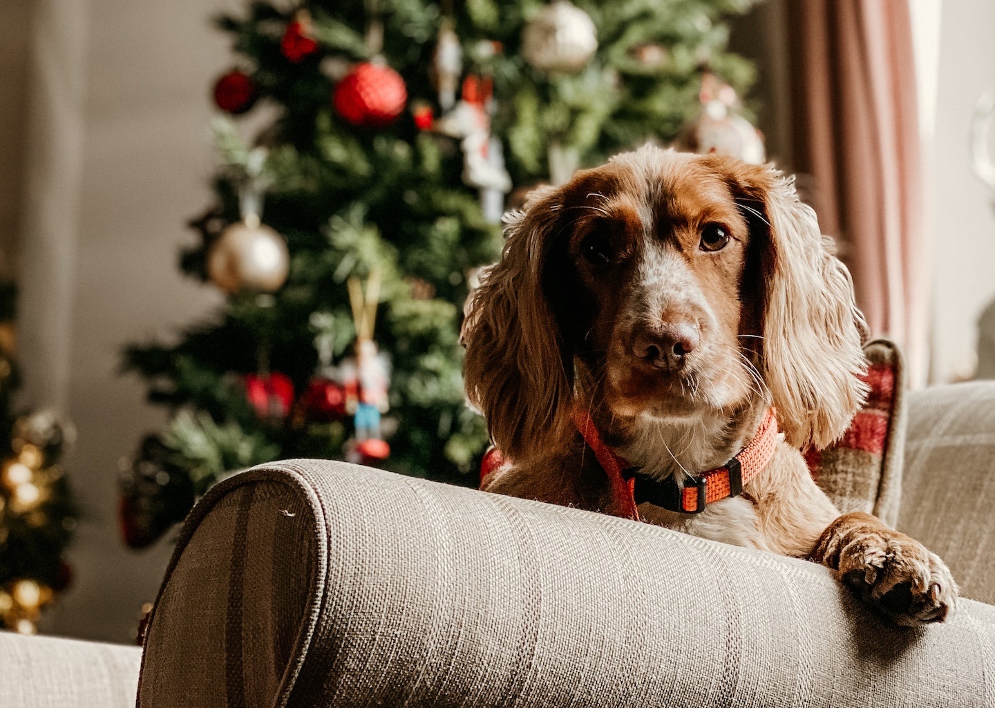 6 Ways To Prepare Your Pet For Holiday Company