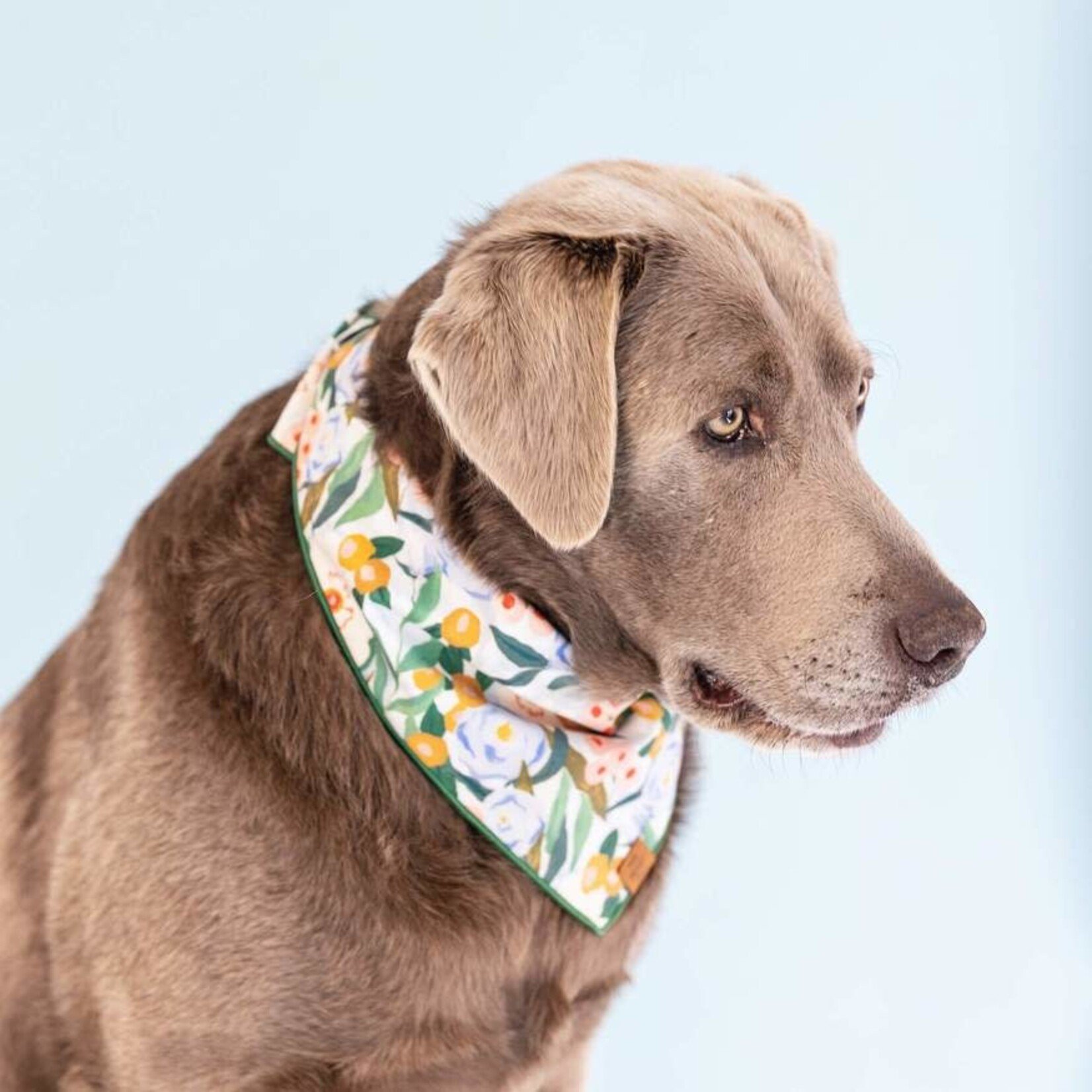 The Foggy Dog Harper Floral Collar