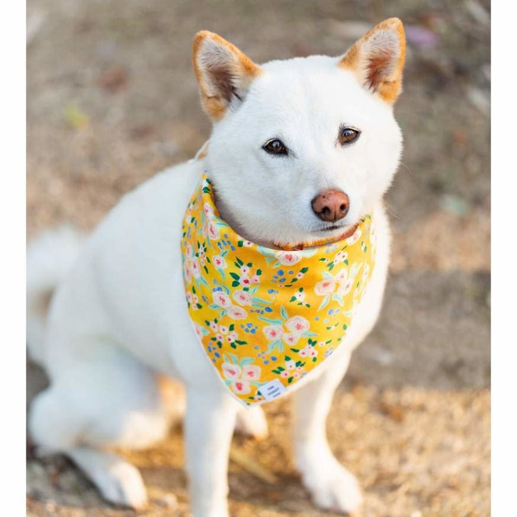 The Foggy Dog Harper Floral Collar